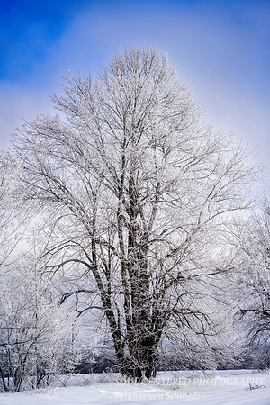 Tree with hoarfrost