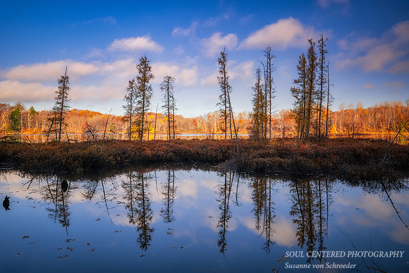 Tamarack bog and reflections, Audie Lake, late October. '25 5