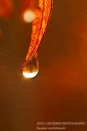 Fern leaf w. drop