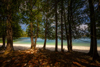 Cedar Trees at Schoolhouse beach