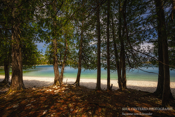 Cedar Trees at Schoolhouse beach