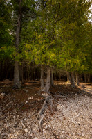 Cedar tree and root at Schoolhouse beach