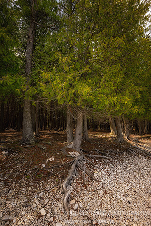 Cedar tree and root at Schoolhouse beach