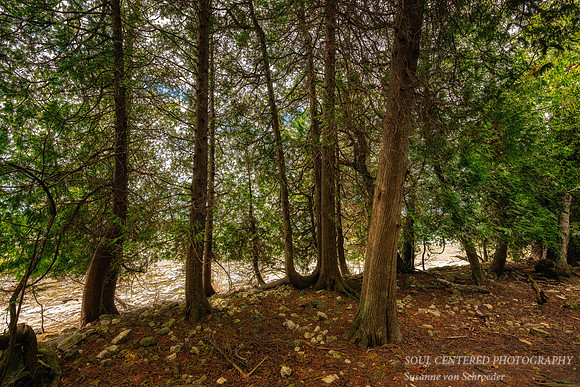 Cedar trees at Cana Island Lighthouse