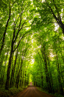 A living cathedral, forest road, northern Wisconsin
