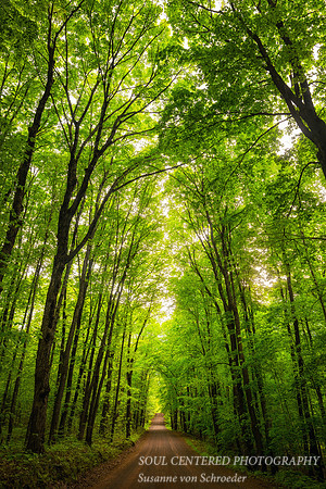 A living cathedral, forest road, northern Wisconsin