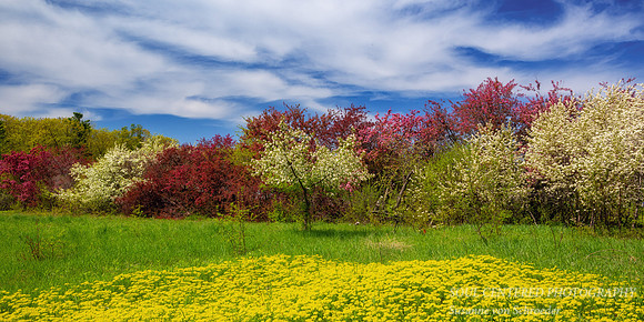Crabapples in bloom, Bayfield, WI 2, panorama
