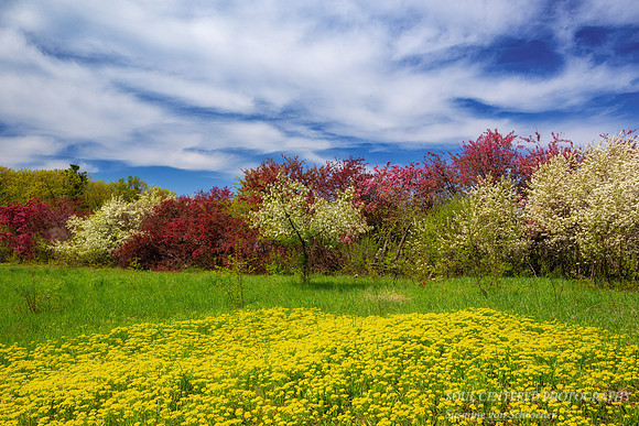 Crabapples in bloom, Bayfield, WI 2
