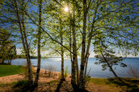 Birch trees at Lake Superior