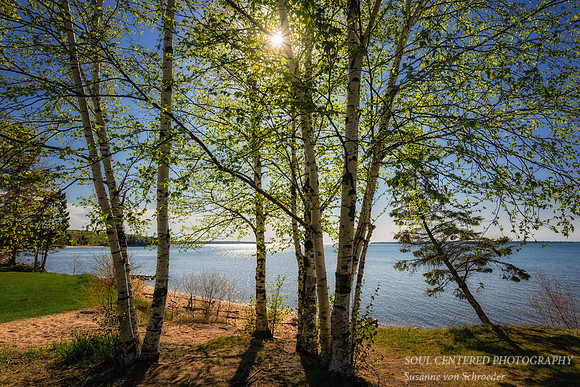 Birch trees at Lake Superior