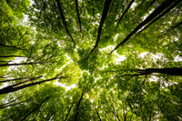 Looking up, forest canopy, northern Wisconsin