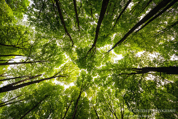Looking up, forest canopy, northern Wisconsin