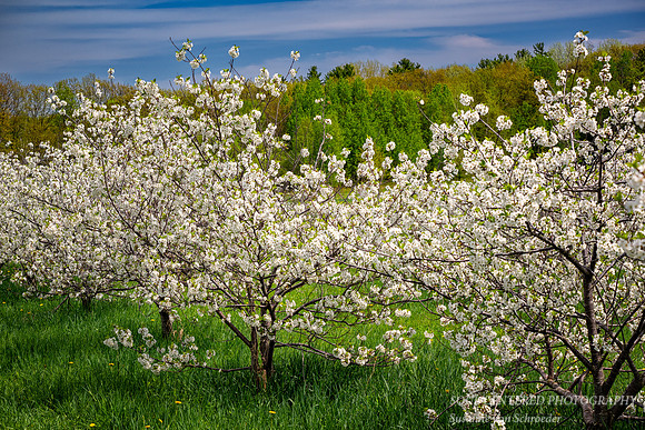 Cherry blossoms, Bayfield, WI 1