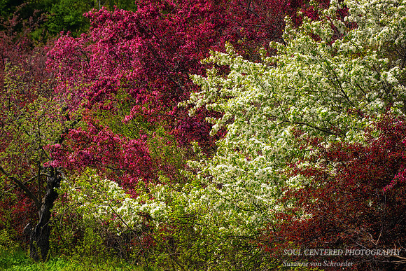 Crabapples in bloom, Bayfield, WI 1