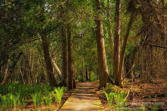 Spring at Frog Bay Tribal National Park, '26 3