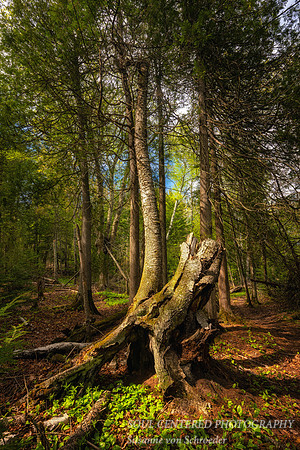 Spring at Frog Bay Tribal National Park, '26 2