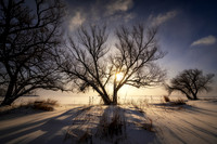 Willow tree in morning light 3