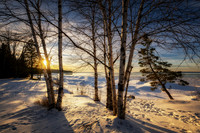 Sunset at Sand Bay, Birch trees, Jan. '26