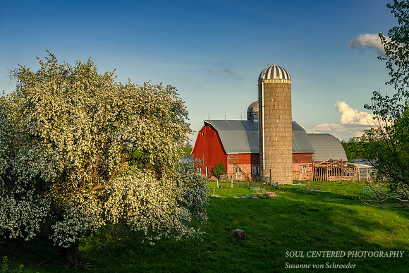 Blooming apple tree and barn