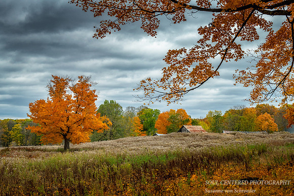 Solitary Maple tree with barn 2