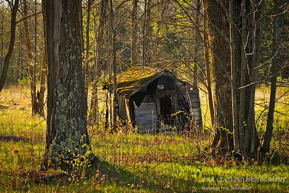 Old hut in spring forest