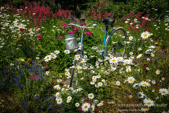 Bike amongst Daisies