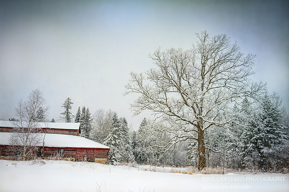 Oak tree & barn with hoarfrost