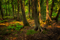 Cedar Trees, Frog Bay Tribal National Park, WI, Aug. '25 1