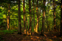 Cedar Trees, Frog Bay Tribal National Park, WI, Aug. '25 2