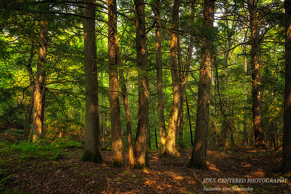 Cedar Trees, Frog Bay Tribal National Park, WI, Aug. '25 2