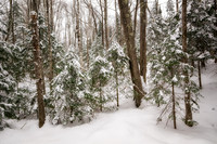 Winter forest, Frog Bay, WI