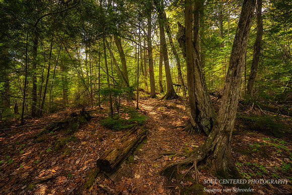 Spring at Frog Bay Tribal National Park, '26 1