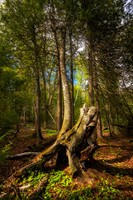Spring at Frog Bay Tribal National Park, '26 2