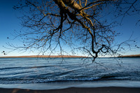 Birch tree leaning into Lake Superior 2