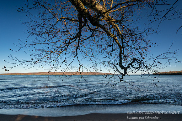 Birch tree leaning into Lake Superior 2