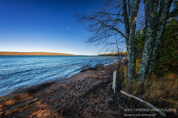 Maple tree at Lake Superior, Nov. '25