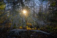 "Ghost Tree" with sun rays