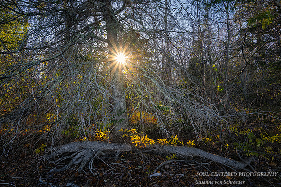 "Ghost Tree" with sun rays