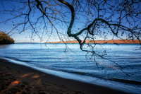Birch tree leaning into Lake Superior 1