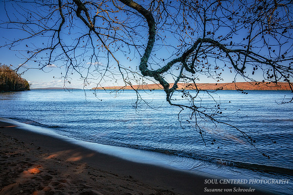 Birch tree leaning into Lake Superior 1