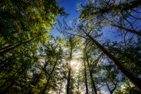 Tree canopy, Flambeau river