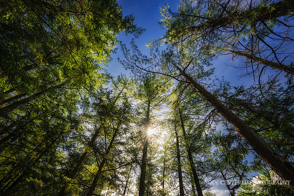 Tree canopy, Flambeau river