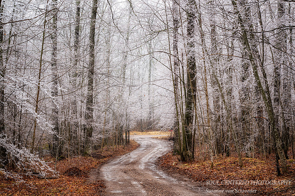 Ice covered trees, early spring '26
