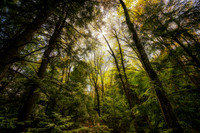 Spring forest,  Frog Bay Tribal National Park, WI 2