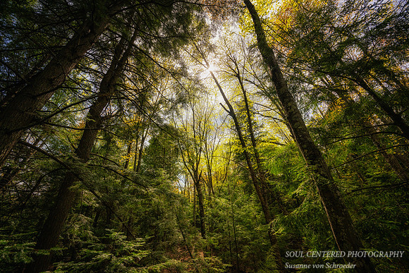 Spring forest,  Frog Bay Tribal National Park, WI 2