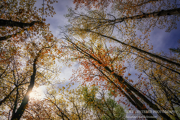 Spring forest,  Frog Bay Tribal National Park, WI 1