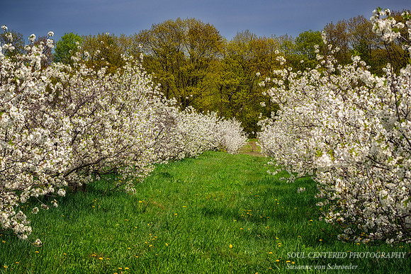 Cherry blossoms, Bayfield, WI 2