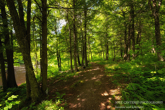Cedar trees and path along the Flambeau river, June '26