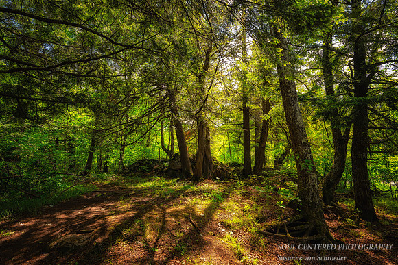Group of Cedar trees along the Flambeau river, June '26
