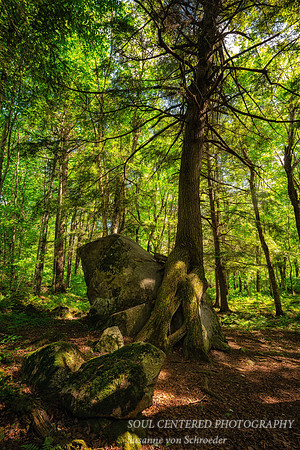 "Friendship Tree", June '26